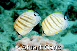 A pair of pebbled butterflyfish. Taken with my 20D and 60... by Stuart Ganz 